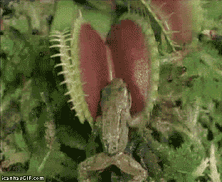 4c3fd45ef1bf6621-hey-nature-wtf-the-meta-picture.gif